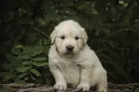 Amelia - AKC , a female English Cream Golden Retriever for sale in Milford, IN – 5 of 8