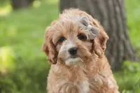 Pixie, a female Cavalier King Charles Spaniel and Miniature Bernedoodle for sale in Milford, IN – 2 of 8