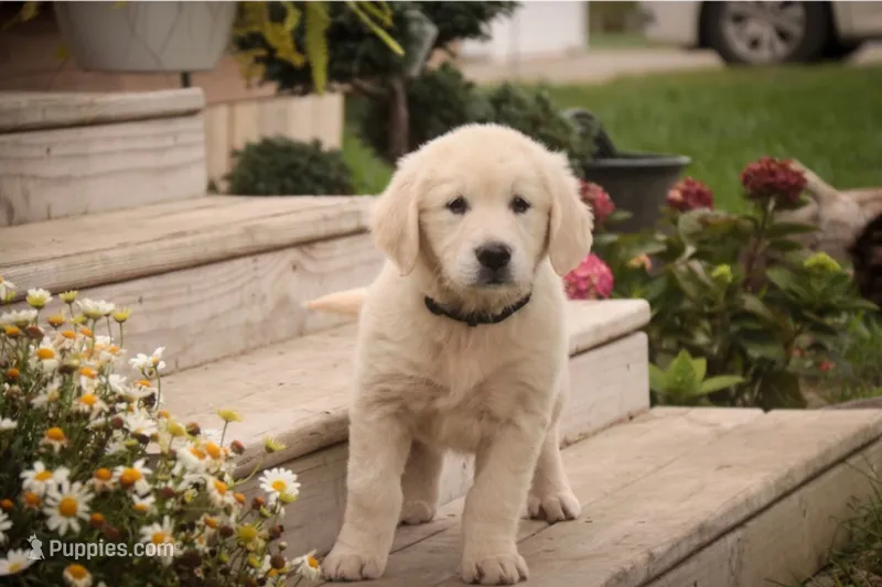 Chloe - AKC  – English Cream Golden Retriever puppy for sale in Milford, IN