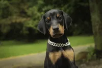 Isadora - AKC, health tested parents, a female Doberman Pinscher for sale in Milford, IN – 7 of 10