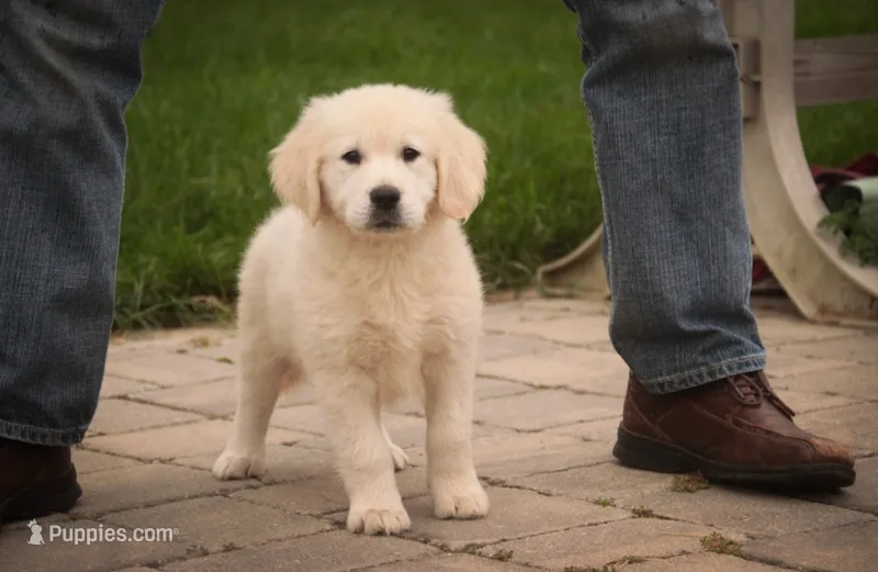Norah - AKC – English Cream Golden Retriever puppy for sale in Milford, IN