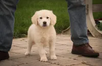 Norah - AKC, a female English Cream Golden Retriever for sale in Milford, IN – 4 of 4