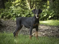 Elowen - AKC, health tested lines, a female Doberman Pinscher for sale in Milford, IN – 5 of 10