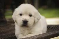 Norah - AKC, a female English Cream Golden Retriever for sale in Milford, IN – 2 of 8