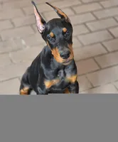 Leopold - AKC, health tested lines, a male Doberman Pinscher for sale in Milford, IN – 8 of 8