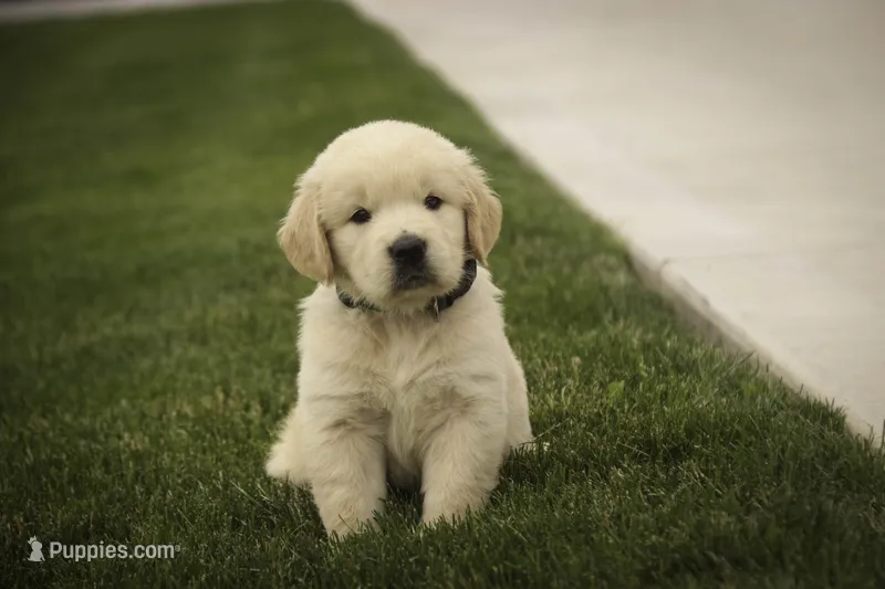 Bennet - AKC, health tested parents – Golden Retriever puppy for sale in Milford, IN
