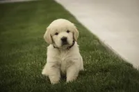 Bennet - AKC, health tested parents, a male Golden Retriever for sale in Milford, IN – 1 of 9