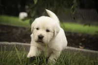 Norah - AKC, a female English Cream Golden Retriever for sale in Milford, IN – 5 of 8