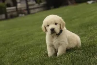 Bennet - AKC, health tested parents, a male Golden Retriever for sale in Milford, IN – 5 of 9