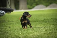 Isadora - AKC, health tested parents, a female Doberman Pinscher for sale in Milford, IN – 8 of 10