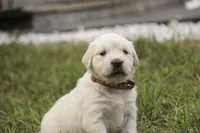 Amelia - AKC , a female English Cream Golden Retriever for sale in Milford, IN – 4 of 8