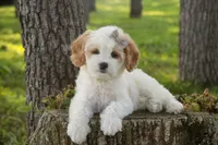 Pebbles, a female Cavalier King Charles Spaniel and Miniature Bernedoodle for sale in Milford, IN – 6 of 9
