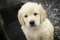 Ruby - CH lines, health tested parents, a female Golden Retriever for sale in Milford, IN – Photo 3 of 8