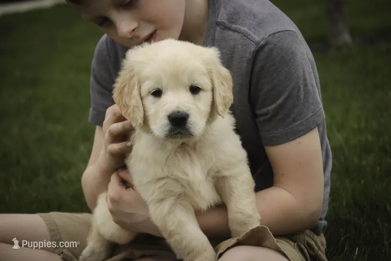 Ruby - CH lines, health tested parents – Golden Retriever puppy for sale in Milford, IN