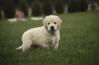 Ruby - CH lines, health tested parents, a female Golden Retriever for sale in Milford, IN – Photo 4 of 8