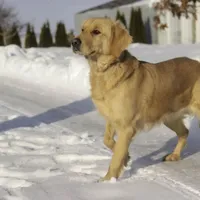 Ruby - CH lines, health tested parents, a female Golden Retriever for sale in Milford, IN – Photo 7 of 7
