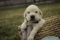 Ruby - CH lines, health tested parents, a female Golden Retriever for sale in Milford, IN – Photo 3 of 7