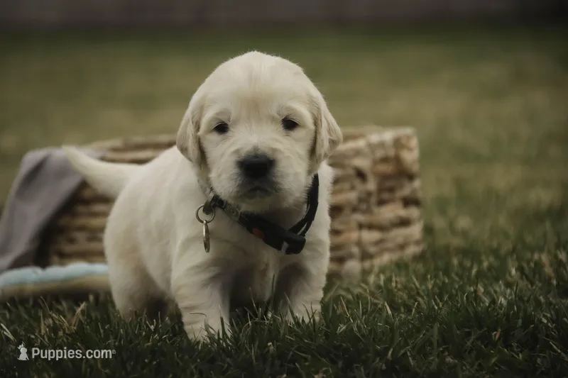 Female 1 - CH lines, health tested parents – Golden Retriever puppy for sale in Milford, IN