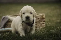 Ruby - CH lines, health tested parents, a female Golden Retriever for sale in Milford, IN – Photo 4 of 7