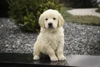 Ruby - CH lines, health tested parents, a female Golden Retriever for sale in Milford, IN – Photo 2 of 8
