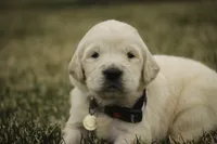 Ruby - CH lines, health tested parents, a female Golden Retriever for sale in Milford, IN – Photo 2 of 7