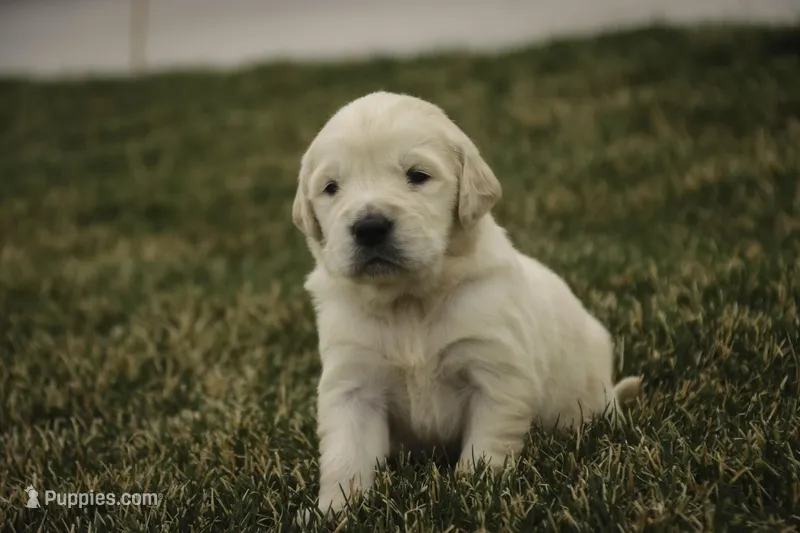 Ruby - CH lines, health tested parents – Golden Retriever puppy for sale in Milford, IN