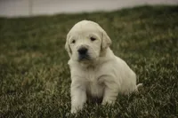 Ruby - CH lines, health tested parents, a female Golden Retriever for sale in Milford, IN – Photo 1 of 7