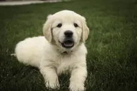 Ruby - CH lines, health tested parents, a female Golden Retriever for sale in Milford, IN – Photo 5 of 8
