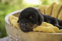 Ambrose - AKC, health tested parents, a male Doberman Pinscher for sale in Milford, IN – Photo 8 of 10