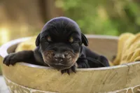 Ambrose - AKC, health tested parents, a male Doberman Pinscher for sale in Milford, IN – Photo 6 of 10
