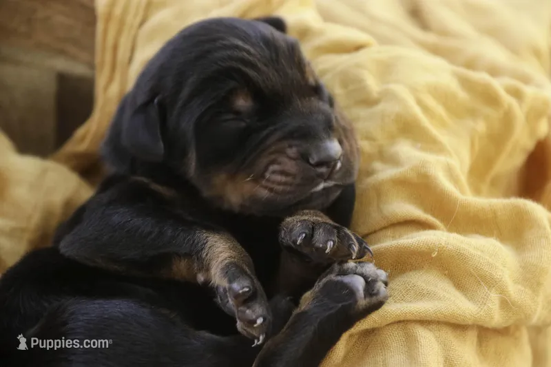 Ambrose - AKC, health tested parents – Doberman Pinscher puppy for sale in Milford, IN