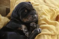 Ambrose - AKC, health tested parents, a male Doberman Pinscher for sale in Milford, IN – Photo 1 of 10