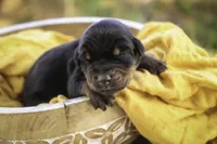 Ambrose - AKC, health tested parents, a male Doberman Pinscher for sale in Milford, IN – Photo 2 of 10
