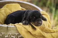 Ambrose - AKC, health tested parents, a male Doberman Pinscher for sale in Milford, IN – Photo 3 of 10