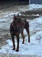 Ambrose - AKC, health tested parents, a male Doberman Pinscher for sale in Milford, IN – Photo 9 of 10
