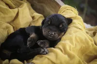 Ambrose - AKC, health tested parents, a male Doberman Pinscher for sale in Milford, IN – Photo 7 of 10