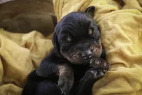 Ambrose - AKC, health tested parents, a male Doberman Pinscher for sale in Milford, IN – Photo 5 of 10