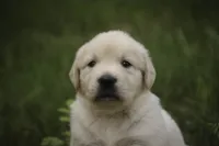 Cooper - AKC , a male English Cream Golden Retriever for sale in Milford, IN – 7 of 9