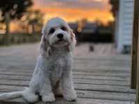 Remy - Munchkin Bernedoodle, a male Cavalier King Charles Spaniel and Miniature Bernedoodle for sale in Milford, IN – 6 of 9