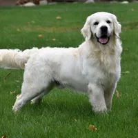 Jade- AKC Health tested parents, a female Golden Retriever for sale in Milford, IN – Photo 5 of 6