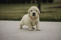 Jade- AKC Health tested parents, a female Golden Retriever for sale in Milford, IN – Photo 1 of 6