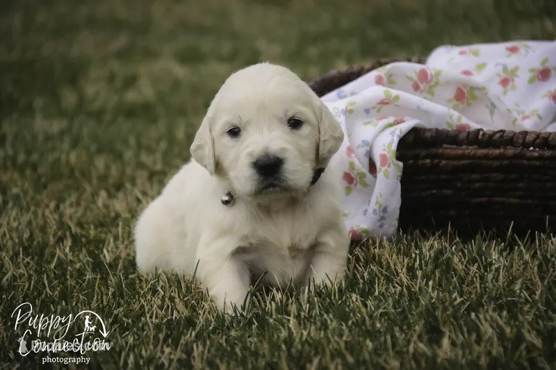 Female 2, AKC Health tested parents – English Cream Golden Retriever puppy for sale in Milford, IN