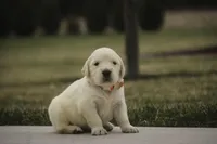 Jade- AKC Health tested parents, a female Golden Retriever for sale in Milford, IN – Photo 3 of 6