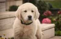 Chloe - AKC , a female English Cream Golden Retriever for sale in Milford, IN – 3 of 3