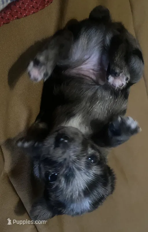 Champion – Chorkie puppy for sale in Lexington, KY