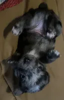 Champion, a male Chorkie for sale in Lexington, KY – 1 of 7