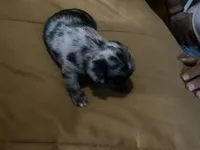 Champion, a male Chorkie for sale in Lexington, KY – 5 of 7