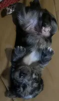 Champion, a male Chorkie for sale in Lexington, KY – 7 of 7