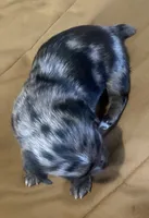 Champion, a male Chorkie for sale in Lexington, KY – 3 of 7