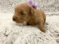Sugar, a female Maltipoo and Poodle - Toy  for sale in Tucson, AZ – 6 of 10